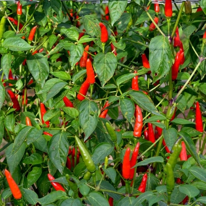 Picture of Lancer Chilli Pepper Seeds